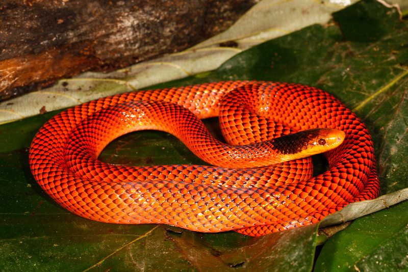 red-coral-snake-newstrend-23-11-16-5