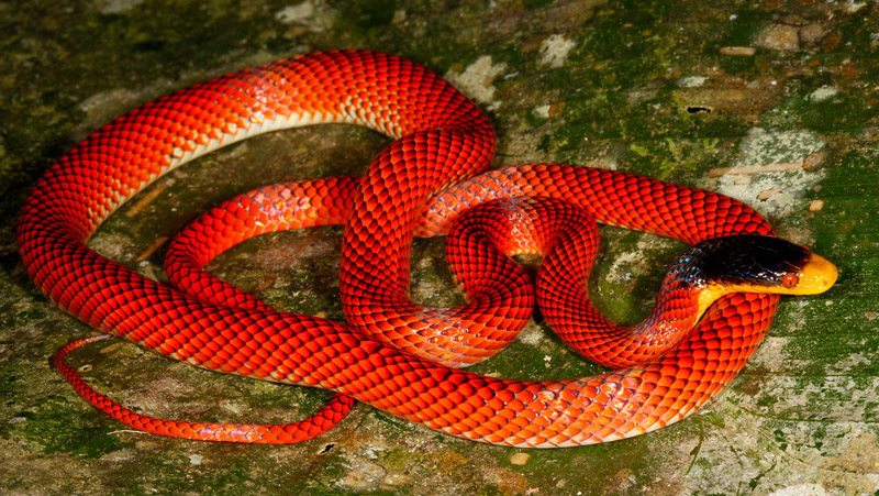 beutiful red snake
