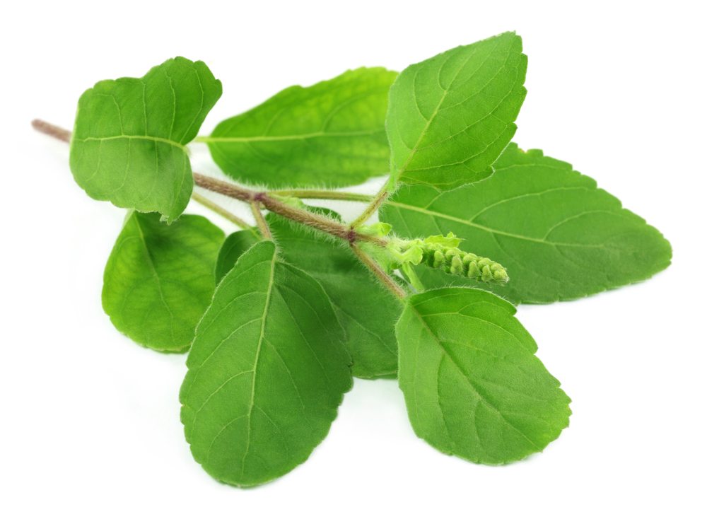 tulsi