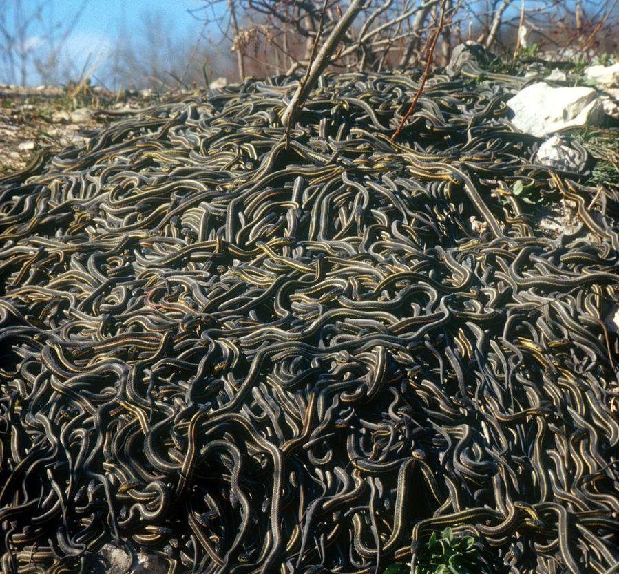 mass-gathering-of-garter-snakes