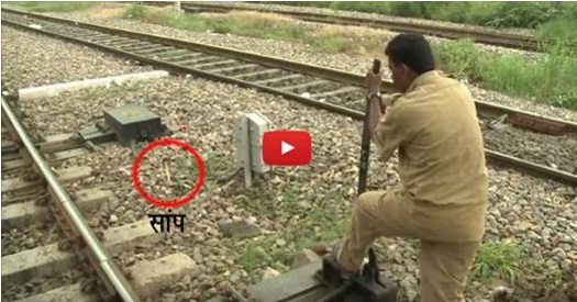 वीडियो: कोबरा भी नहीं हिला सका इनका जज्बा, T कुमारन ने टाला बड़ा हादसा
