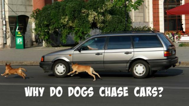 why do dogs chase cars