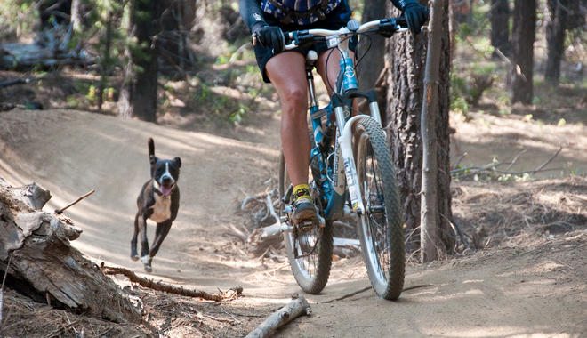 dogchasingbike