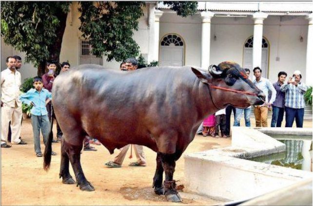 worlds most expensive buffalo