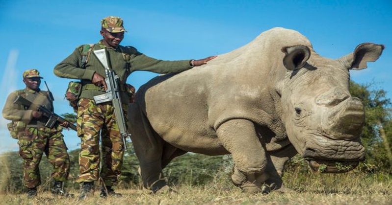 white Rhinoceros