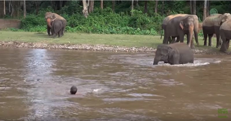 Video: Elephant rescue man, watch this interesting video of real life.