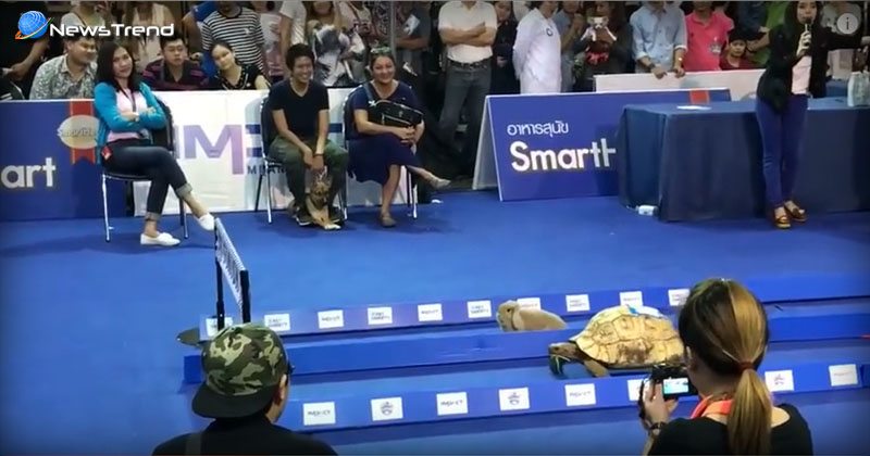 rabbit vs turtle