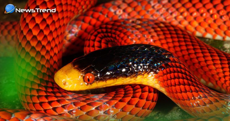 beutiful red snake