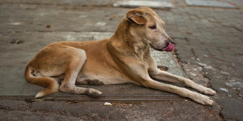 इन संकेतों को देखकर पहचान सकते हैं कि आपके साथ अच्छा होने वाला है या बुरा