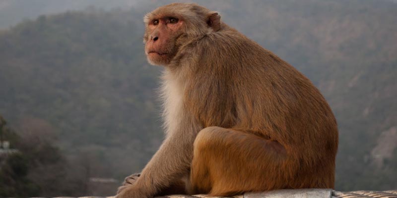 इन संकेतों को देखकर पहचान सकते हैं कि आपके साथ अच्छा होने वाला है या बुरा