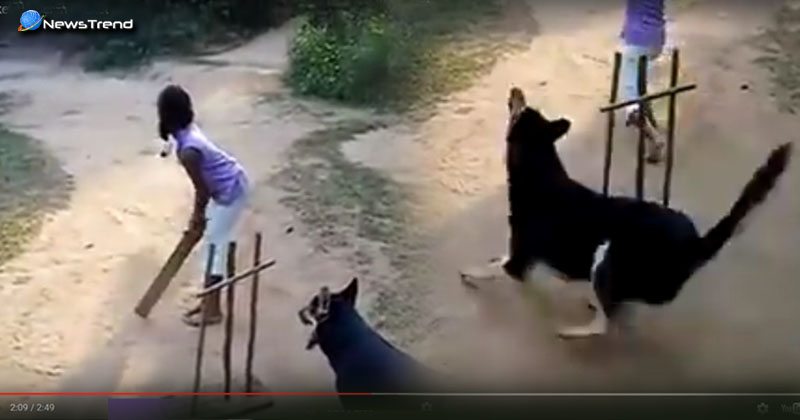 dog wicket keeper in cricket