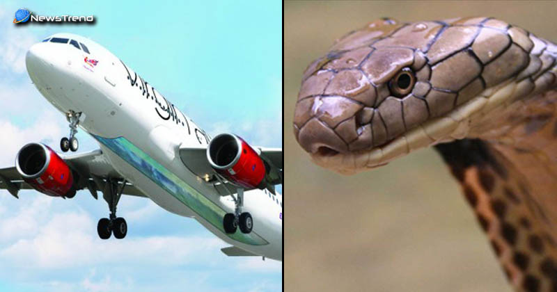 snakes in aeroplane