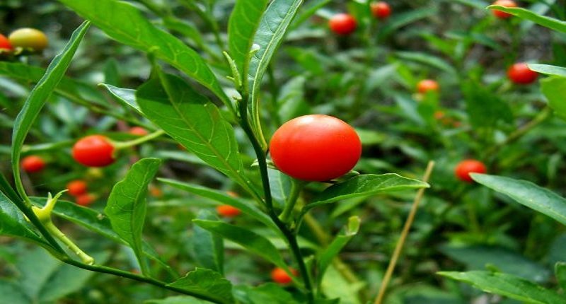 Benefits of Ashwagandha