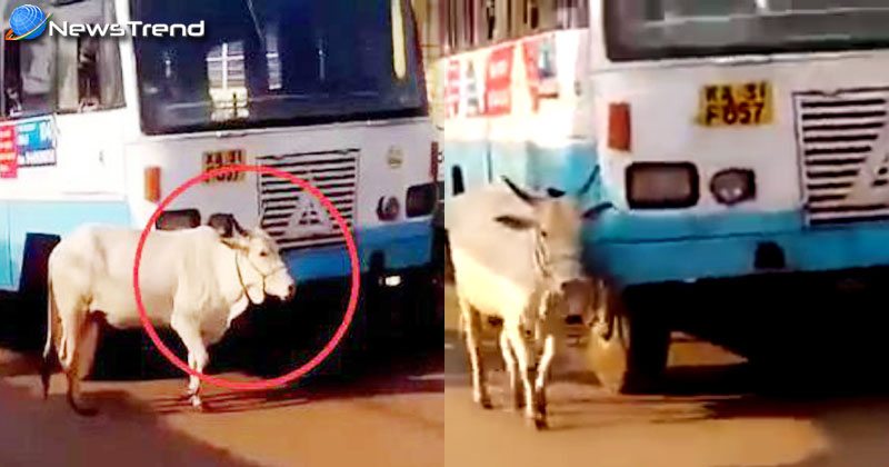 cow stops a bus