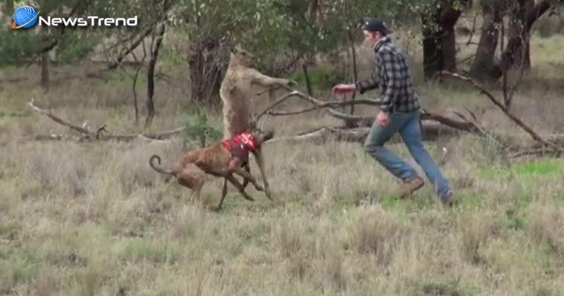 kangaroo and dog fights