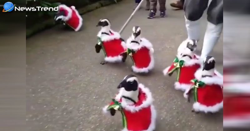 penguins dressed as santa clausv