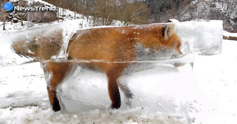 fox blocked in ice