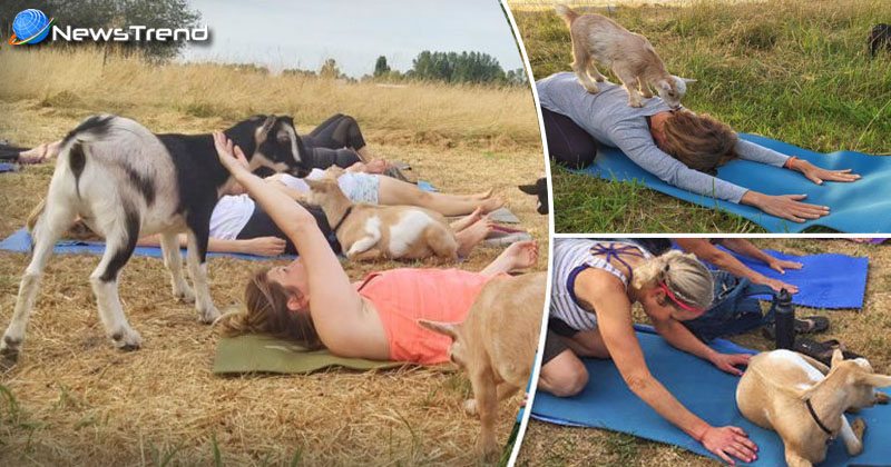 goat yoga