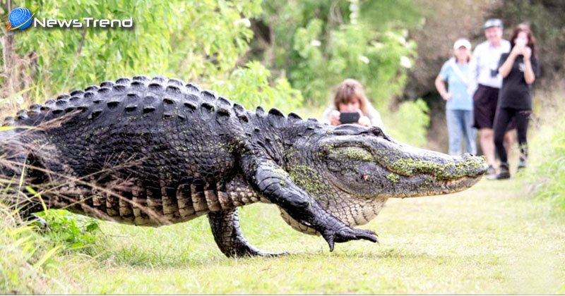 giant crocodile