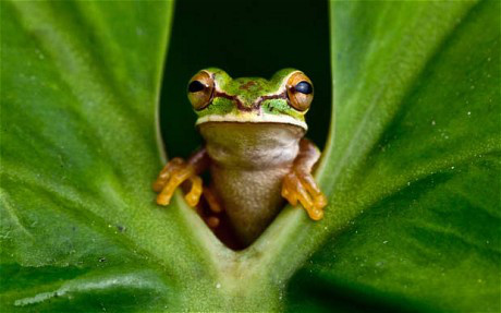 Frog shocked lord sri ram