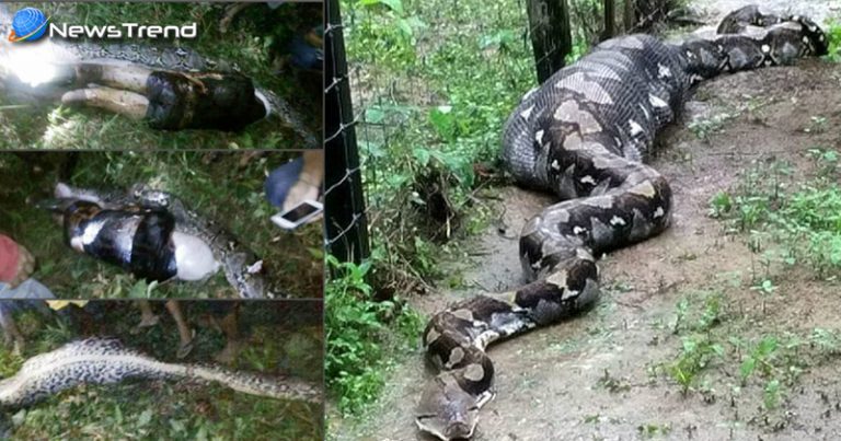 अजगर ने आदमी को जिंदा निगला, Python, python swallowed a grown up man ...