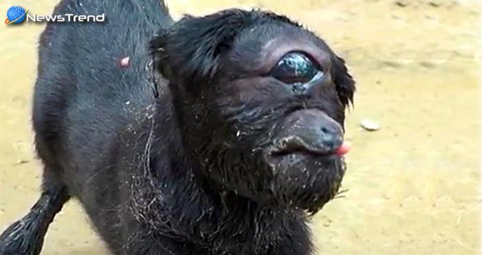 असम में ईश्वर का हैरतअंगेज कारनामा, पैदा हुई एक आँख और कान वाली बकरी... वीडियो वायरल!