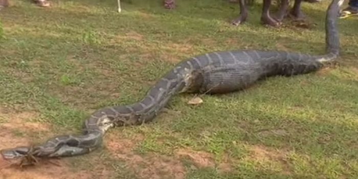 Python swallowed the goat