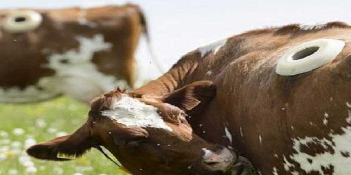 Farmers make holes in the cow's belly