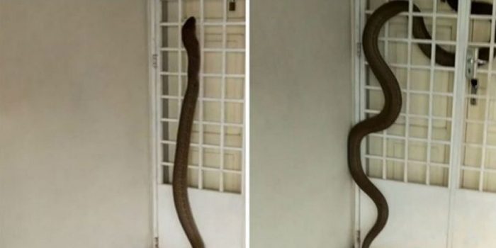 Gaint king kobra invades home