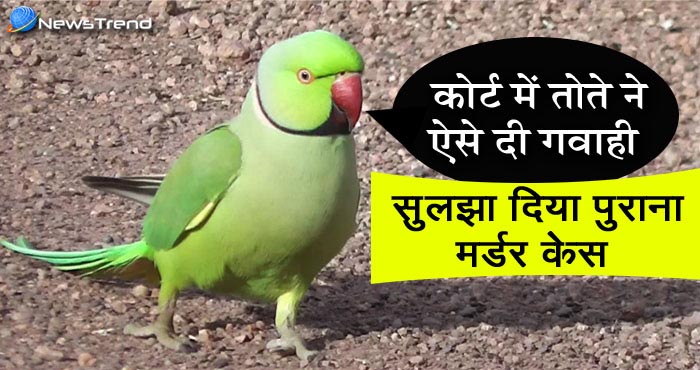 दो साल पुराने मर्डर केस को सुलझाने के लिए एक तोते ने किया ऐसा काम जान कर दांग रह जाएंगे आप