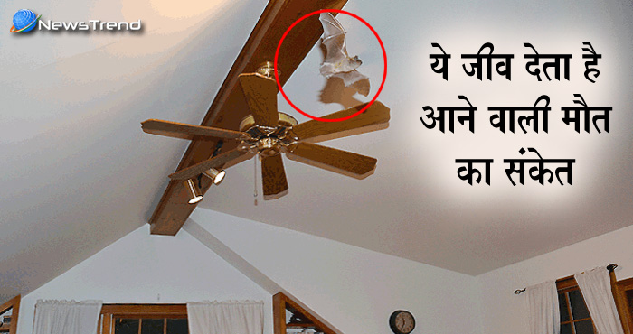इस जीव का घर में प्रवेश, आने वाली मौत का संकेत है.. जानिए इसका वास्तु और वैज्ञानिक दृष्टिकोण