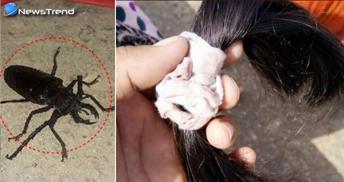 चोटी काटने वाली चुड़ैल नहीं बल्कि है ये कीड़ा, लोगों ने पकड़ा ऐसा कीड़ा जो काटता है बाल..देखें वीडियो