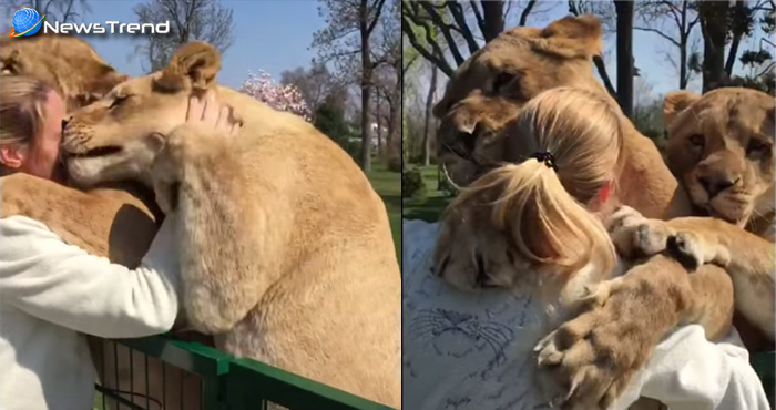 महिला और शेरों का हुआ 7 साल बाद अनोखा मिलन, देखकर हुई पूरी दुनिया हैरान.... देखें वीडियो
