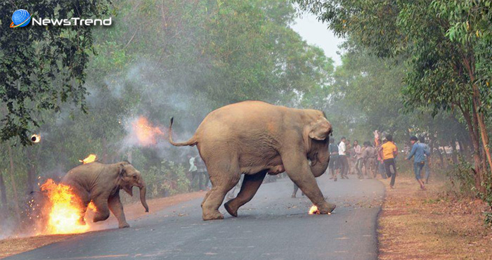 शर्मनाक : इंसानों ने हथिनी और उसके बच्चे को आग लगाकर जलाया, तस्वीरें देखकर दहल जायेगा दिल