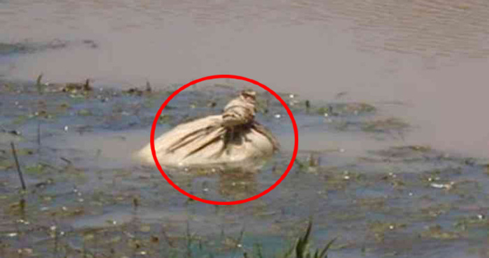 नदी में तैर रहा था एक थैला, जब खोल कर देखा गया तो सभी भोचक्के रह गये