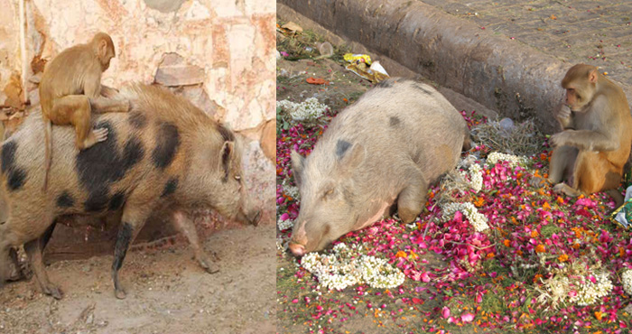 इन दोनों जानवरों की अद्भुत दोस्ती देखकर आ जाएगी आपको भगवान राम और हनुमान जी की याद