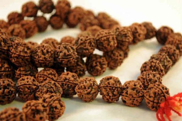 rudraksha