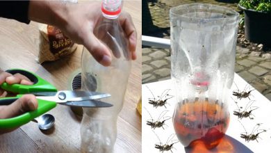 घर बैठे बनाएं मच्छर भगाने वाली मशीन, सिर्फ चाहिए कोल्डड्रिंक की एक खाली बोतल