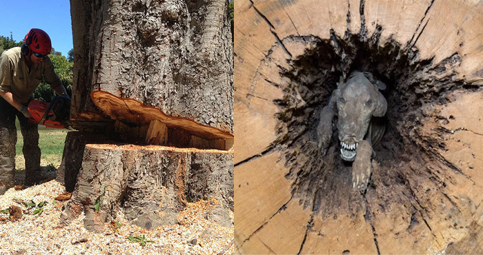 60 साल पुराने पेड़ पर जब चली कुल्हाड़ी, अंदर के दृश्य ने सबके होश उड़ा दिए