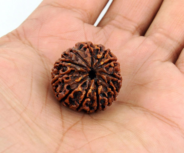 rudraksha