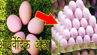 मार्केट में आ गया 'आयुर्वेदिक अंडा', फायदे सुनकर रह जाएंगे दंग