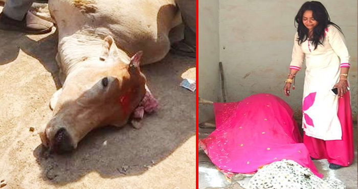 गाय मरने के बाद सुहागिनों की तरह दी गयी अंतिम विदाई