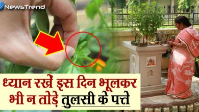 इस दिन भूलकर भी न तोड़े तुलसी के पत्ते, वरना हो जाएंगे कंगाल और बर्बाद