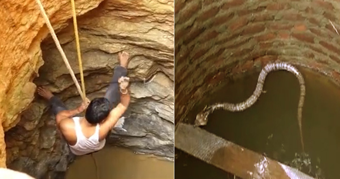 किंग कोबरा को बचाने के लिए कुंए में कूदा युवक, फिर क्या हुआ.. देखिए वीडियो