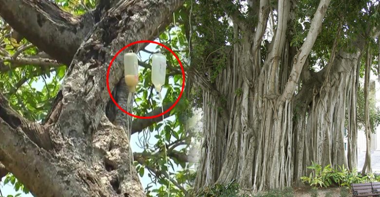 700 साल पुराने इस पेड़ का किया जा रहा है इंसानों की तरह इलाज, डॉक्टरों ने लगायी है ग्लूकोज़ की बॉटल