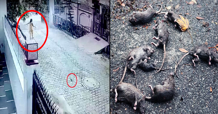 हर रोज़ घर के बाहर मिलते थे मरे हुए चूहे, CCTV फुटेज देखी तो सामने आया हैरान कर देने वाला सच