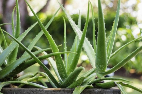 aloe vera ke nuksan