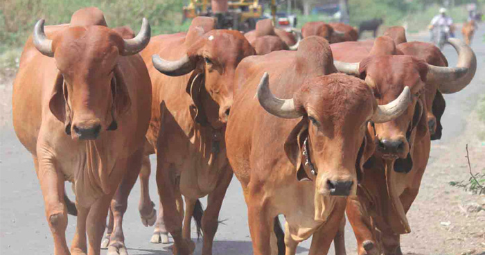 गीर गाय की कीमत