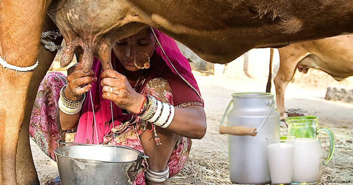 गाय का दूध बढ़ाने के उपाय