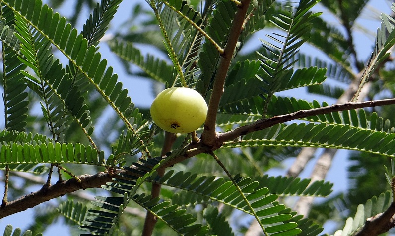 सपने में फल देखना